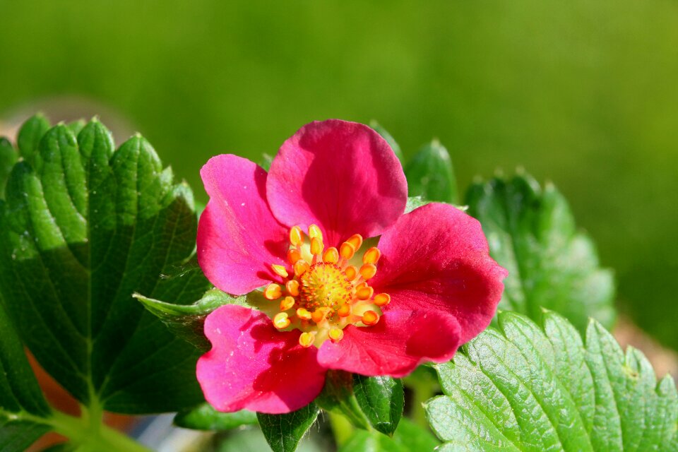 Flower flowering pink