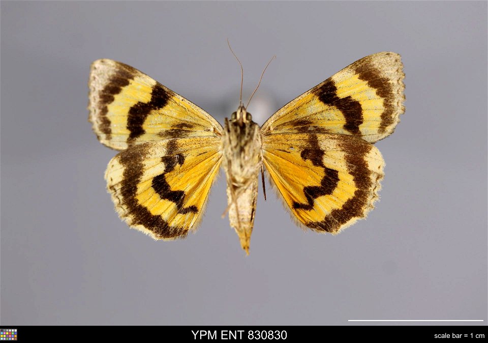 Yale Peabody Museum, Entomology Division Catalog #: YPM ENT 830830 Taxon: Catocala helena Eversmann (ventral) Family: Erebidae Taxon Remarks: Animals and Plants: Invertebrates - Insects Collector: S. photo