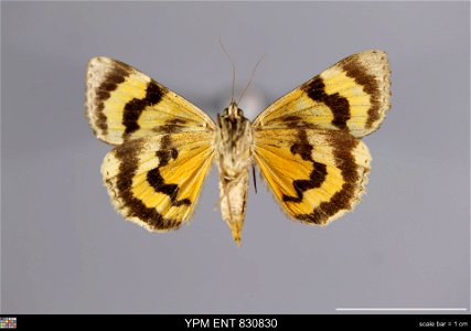 Yale Peabody Museum, Entomology Division
Catalog #: YPM ENT 830830
Taxon: Catocala helena Eversmann (ventral)
Family: Erebidae
Taxon Remarks: Animals and Plants: Invertebrates - Insects
Collector: S. 