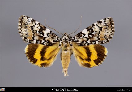 Yale Peabody Museum, Entomology Division Catalog #: YPM ENT 563806 Taxon: Catocala connubialis Guenee (dorsal) Family: Erebidae Taxon Remarks: Animals and Plants: Invertebrates - Insects Collector: Do photo