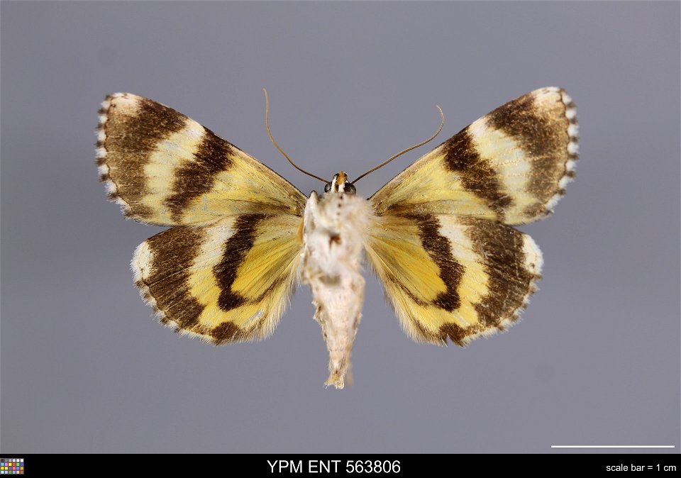 Yale Peabody Museum, Entomology Division
Catalog #: YPM ENT 563806
Taxon: Catocala connubialis Guenee (ventral)
Family: Erebidae
Taxon Remarks: Animals and Plants: Invertebrates - Insects
Collector: D