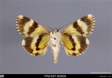 Yale Peabody Museum, Entomology Division Catalog #: YPM ENT 563806 Taxon: Catocala connubialis Guenee (ventral) Family: Erebidae Taxon Remarks: Animals and Plants: Invertebrates - Insects Collector: D photo