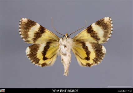Yale Peabody Museum, Entomology Division
Catalog #: YPM ENT 563806
Taxon: Catocala connubialis Guenee (ventral)
Family: Erebidae
Taxon Remarks: Animals and Plants: Invertebrates - Insects
Collector: D