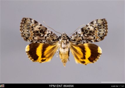 Yale Peabody Museum, Entomology Division Catalog #: YPM ENT 864694 Taxon: Catocala connubialis Guenee (dorsal) Family: Erebidae Taxon Remarks: Animals and Plants: Invertebrates - Insects Collector: Da photo
