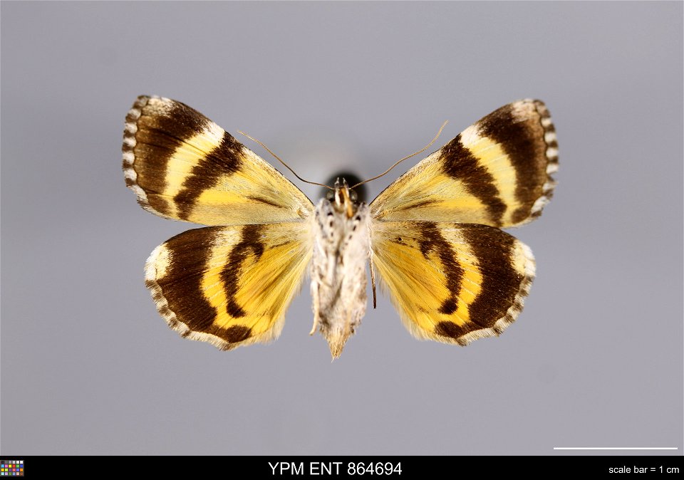 Yale Peabody Museum, Entomology Division
Catalog #: YPM ENT 864694
Taxon: Catocala connubialis Guenee (ventral)
Family: Erebidae
Taxon Remarks: Animals and Plants: Invertebrates - Insects
Collector: D