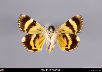 Yale Peabody Museum, Entomology Division Catalog #: YPM ENT 864694 Taxon: Catocala connubialis Guenee (ventral) Family: Erebidae Taxon Remarks: Animals and Plants: Invertebrates - Insects Collector: D photo