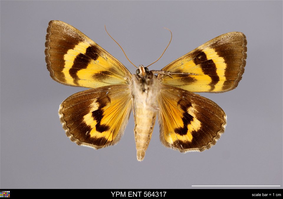 Yale Peabody Museum, Entomology Division
Catalog #: YPM ENT 564317
Taxon: Catocala consors (J. E. Sm.) (ventral)
Family: Erebidae
Taxon Remarks: Animals and Plants: Invertebrates - Insects
Collector: 