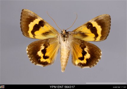 Yale Peabody Museum, Entomology Division Catalog #: YPM ENT 564317 Taxon: Catocala consors (J. E. Sm.) (ventral) Family: Erebidae Taxon Remarks: Animals and Plants: Invertebrates - Insects Collector: photo