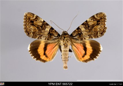 Yale Peabody Museum, Entomology Division Catalog #: YPM ENT 565722 Taxon: Catocala conjuncta (Esper) (dorsal) Family: Erebidae Taxon Remarks: Animals and Plants: Invertebrates - Insects Collector: Law photo