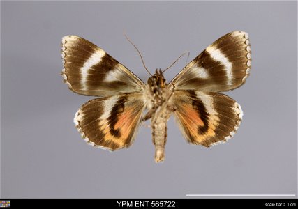 Yale Peabody Museum, Entomology Division Catalog #: YPM ENT 565722 Taxon: Catocala conjuncta (Esper) (ventral) Family: Erebidae Taxon Remarks: Animals and Plants: Invertebrates - Insects Collector: La photo