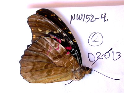 DOMINICAN REPUBLIC. La Vega, La CiÃ©naga, trail to Los Tablos, Sys&Bio2010, Exemplar, <a href="http://nymphalidae.utu.fi/story.php?code=NW152-4" rel="nofollow">see in our database</a& photo