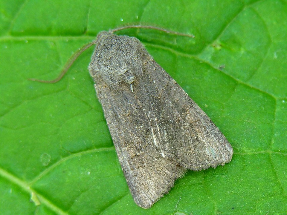 Aporophyla.lutulenta