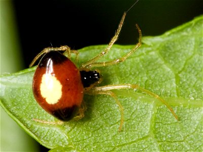 Theridula emertoni spider found in Shelby Park in Nashville, Tennessee. Body length: approximately 2.2 mm.