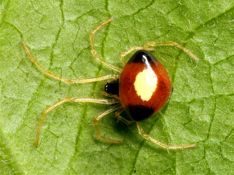 Theridula emertoni spider found in Shelby Park in Nashville, Tennessee. Body length: approximately 2.2 mm.