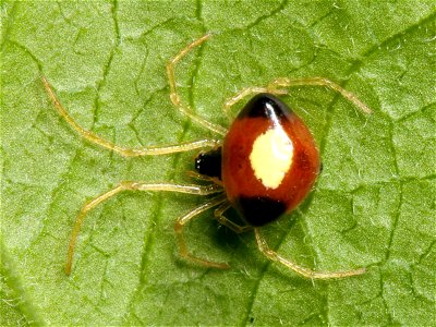 Theridula emertoni spider found in Shelby Park in Nashville, Tennessee. Body length: approximately 2.2 mm.