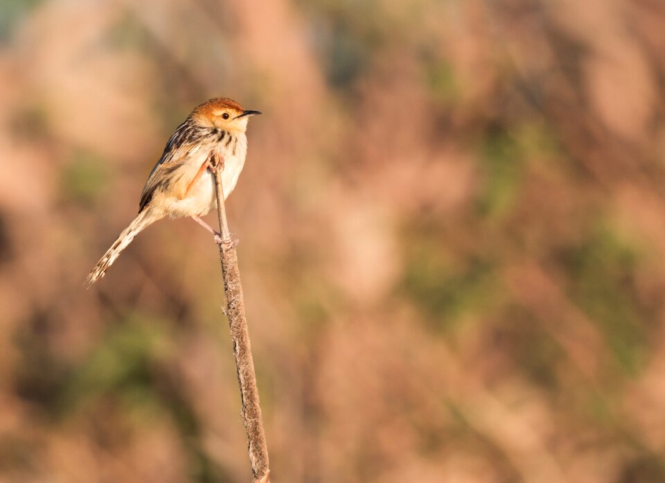 Nature wildlife robin