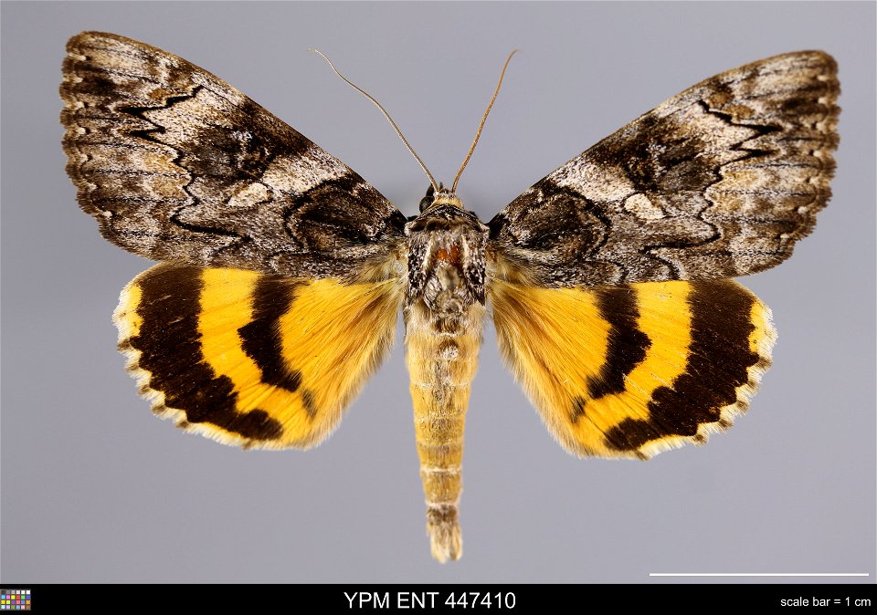 Yale Peabody Museum, Entomology Division
Catalog #: YPM ENT 447410
Taxon: Catocala piatrix Grote (dorsal)
Family: Erebidae
Taxon Remarks: Animals and Plants: Invertebrates - Insects
Collector: Robert 