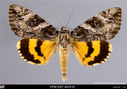Yale Peabody Museum, Entomology Division Catalog #: YPM ENT 447410 Taxon: Catocala piatrix Grote (dorsal) Family: Erebidae Taxon Remarks: Animals and Plants: Invertebrates - Insects Collector: Robert photo