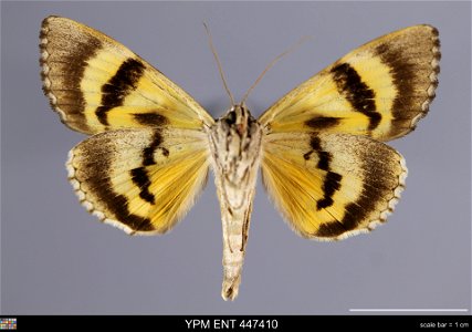 Yale Peabody Museum, Entomology Division Catalog #: YPM ENT 447410 Taxon: Catocala piatrix Grote (ventral) Family: Erebidae Taxon Remarks: Animals and Plants: Invertebrates - Insects Collector: Robert photo