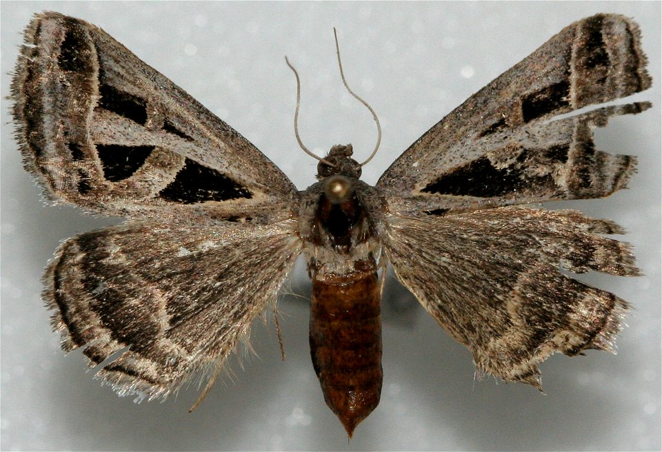 Callistege intercalaris
