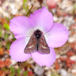 Schinia pulchripennis, 42250 Sage Rd, Aguanga, CA 92536, USA