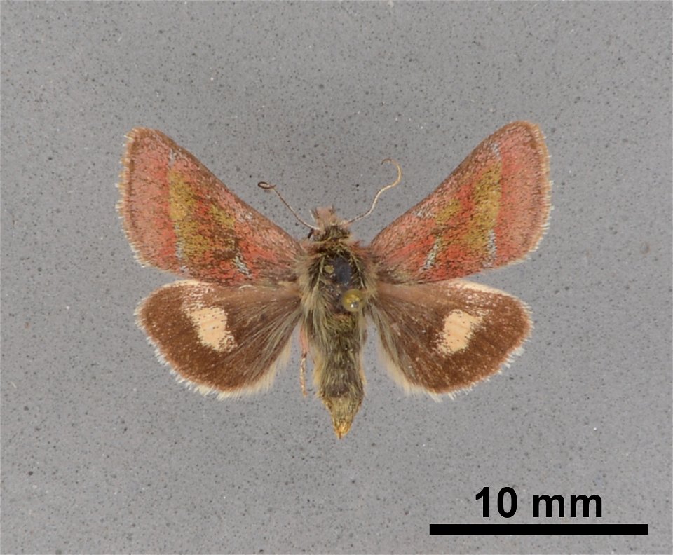 Mississippi Entomological Museum
Catalog #: MEM 354629
Taxon: Schinia pulchripennis (Grote)
Family: Noctuidae
Determiner: Lafontaine, J.
Collector: Johnston, E.C.
Date: 1940-04-20
Verbatim Date: 20/Ap