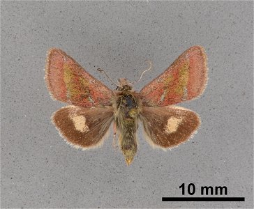 Mississippi Entomological Museum
Catalog #: MEM 354629
Taxon: Schinia pulchripennis (Grote)
Family: Noctuidae
Determiner: Lafontaine, J.
Collector: Johnston, E.C.
Date: 1940-04-20
Verbatim Date: 20/Ap