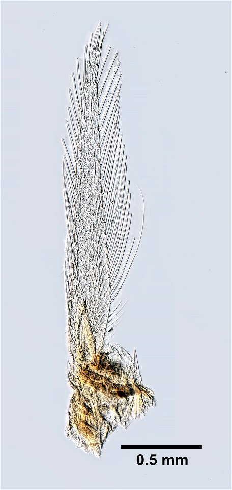 PRESERVED_SPECIMEN; ; ; 70% alc.; microslide; Det. by: Thomas E. Bowman; GM image; Gray Museum; IZ number 83136; lot count 1; original catalog number GM 1104; 1957-04-28T00:00:00Z