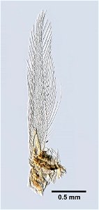 PRESERVED_SPECIMEN; ; ; 70% alc.; microslide; Det. by: Thomas E. Bowman; GM image; Gray Museum; IZ number 83136; lot count 1; original catalog number GM 1104; 1957-04-28T00:00:00Z