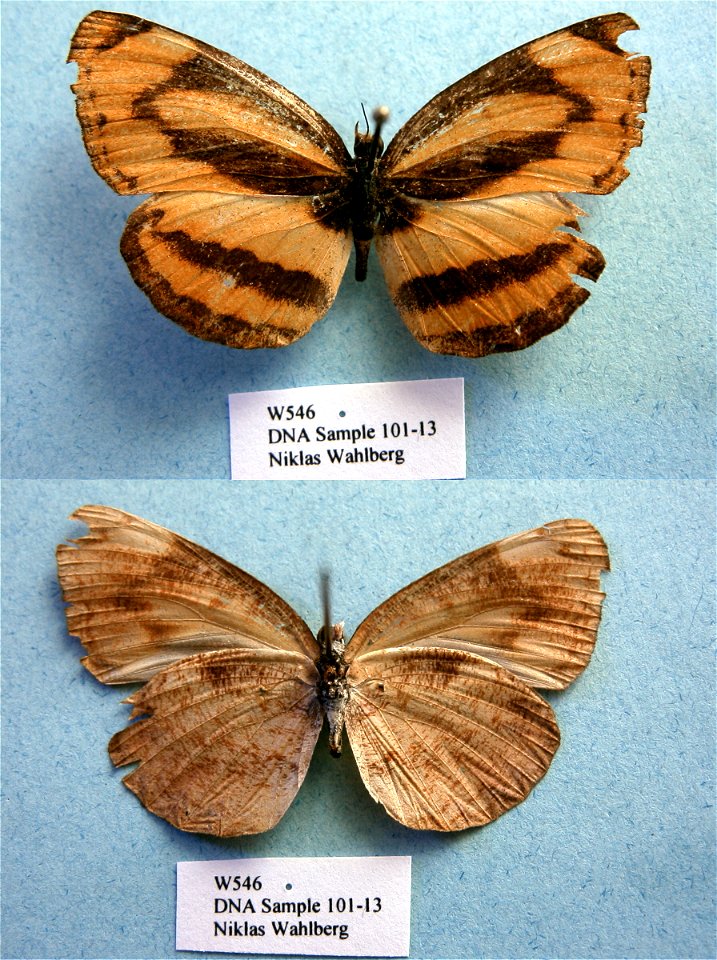 PRS 2009, Exemplar, <a href="http://nymphalidae.utu.fi/story.php?code=NW101-13" rel="nofollow">see in our database</a> photo