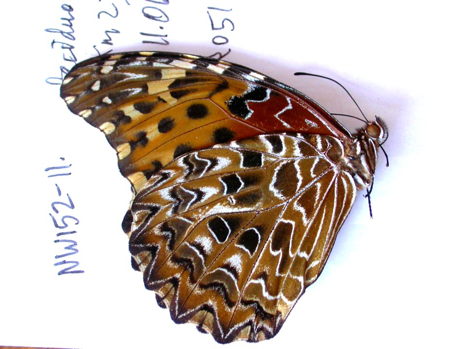 DOMINICAN REPUBLIC.  Pedernales, Parque Nacional Sierra de Bahoruco,  Sys&Bio2010,  Exemplar,  <a href="http://nymphalidae.utu.fi/story.php?code=NW152-11" rel="nofollow">see in our database&