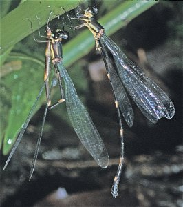 Chiriquita Shadowdamsel (Palaemnema chiriquita). Species of insect.