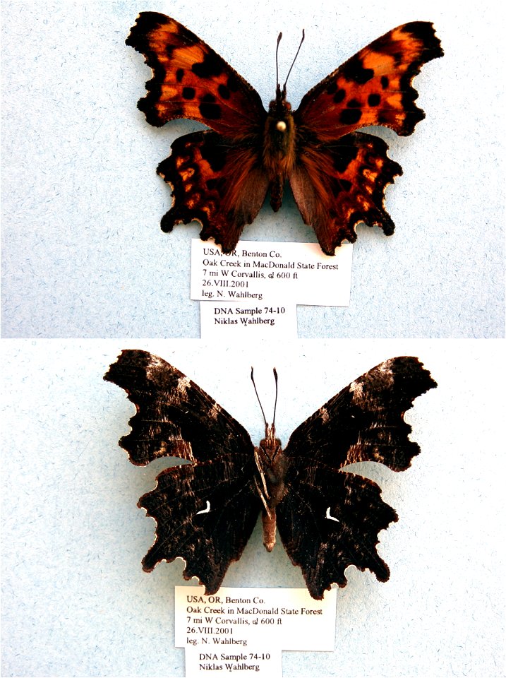 UNITED STATES OF AMERICA.  Benton Co., OR,  BJLS 2005, BMC 2009,  Exemplar,  <a href="http://nymphalidae.utu.fi/story.php?code=NW74-10" rel="nofollow">see in our database</a>
