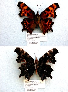 UNITED STATES OF AMERICA. Benton Co., OR, BJLS 2005, BMC 2009, Exemplar, <a href="http://nymphalidae.utu.fi/story.php?code=NW74-10" rel="nofollow">see in our database</a> photo