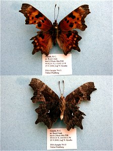 CANADA.  km 0-2 Rocky Mtn FSR, nr Rock Creek, B. C.,    <a href="http://nymphalidae.utu.fi/story.php?code=NW78-13" rel="nofollow">see in our database</a>