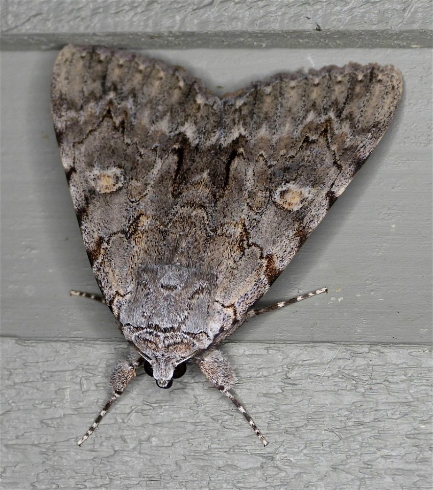Habilis Underwing (Catocala habilis)