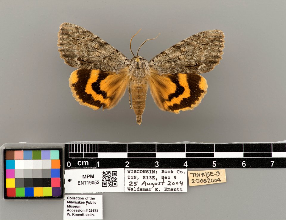 Milwaukee Public Museum, Invertebrate Zoology-Insect Collection
Catalog #: ENT19052
Taxon: Catocala habilis Grote, 1872 (dorsal)
Family: Erebidae
Collector: Waldemar E. Kmentt
Date: 2004-08-25
Verbati