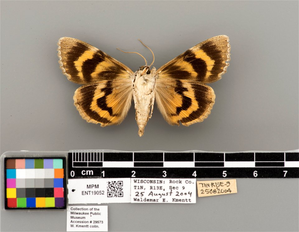 Milwaukee Public Museum, Invertebrate Zoology-Insect Collection
Catalog #: ENT19052
Taxon: Catocala habilis Grote, 1872 (ventral)
Family: Erebidae
Collector: Waldemar E. Kmentt
Date: 2004-08-25
Verbat