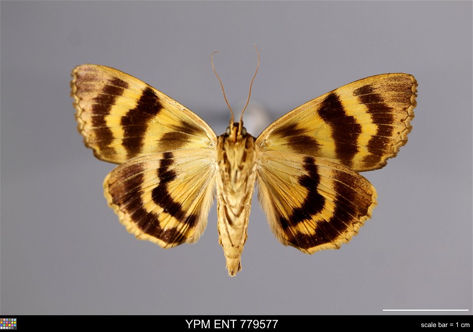 Yale Peabody Museum, Entomology Division Catalog #: YPM ENT 779577 Taxon: Catocala nebulosa Hy. Edw. (ventral) Family: Erebidae Taxon Remarks: Animals and Plants: Invertebrates - Insects Collector: Ar photo