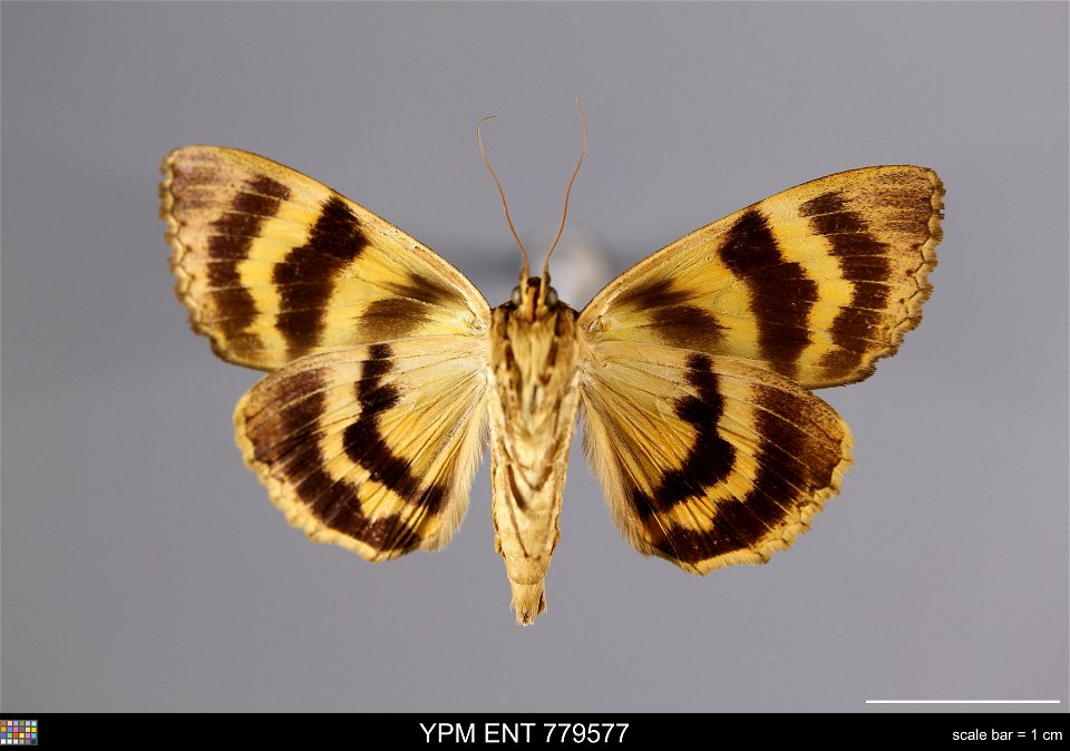Yale Peabody Museum, Entomology Division
Catalog #: YPM ENT 779577
Taxon: Catocala nebulosa Hy. Edw. (ventral)
Family: Erebidae
Taxon Remarks: Animals and Plants: Invertebrates - Insects
Collector: Ar