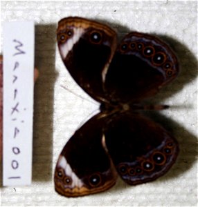 Thailand.  Southern Thailand,  BMC 2010,   <a href="http://nymphalidae.utu.fi/story.php?code=UK5-11" rel="nofollow">see in our database</a>