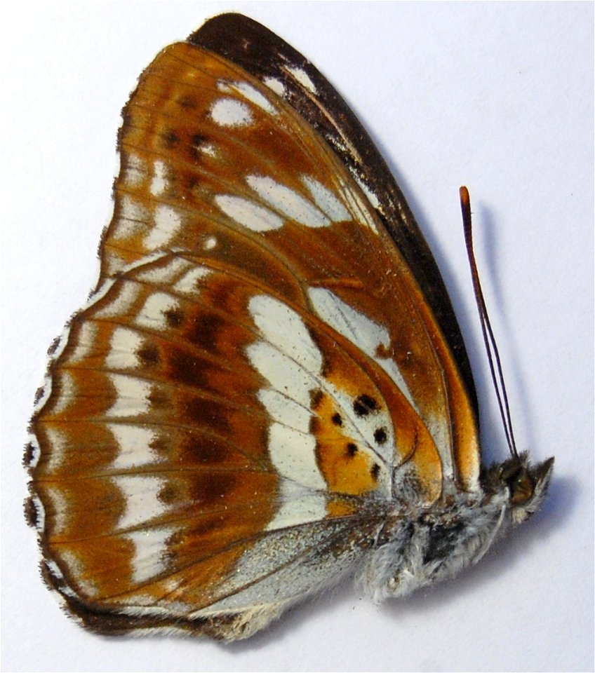 CHINA.  Sichuan,    <a href="http://nymphalidae.utu.fi/story.php?code=PM16-20" rel="nofollow">nymphalidae.utu.fi/story.php?code=PM16-20</a>