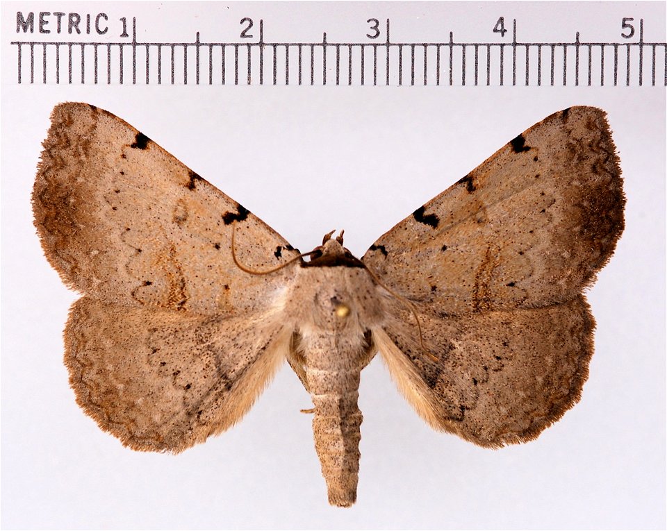 Spiloloma lunilinea