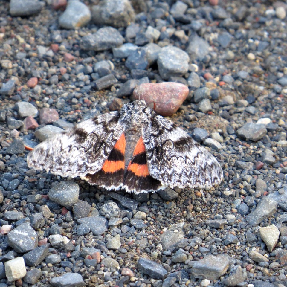 Semirelict Underwing Moth (Catocala semirelicta)
