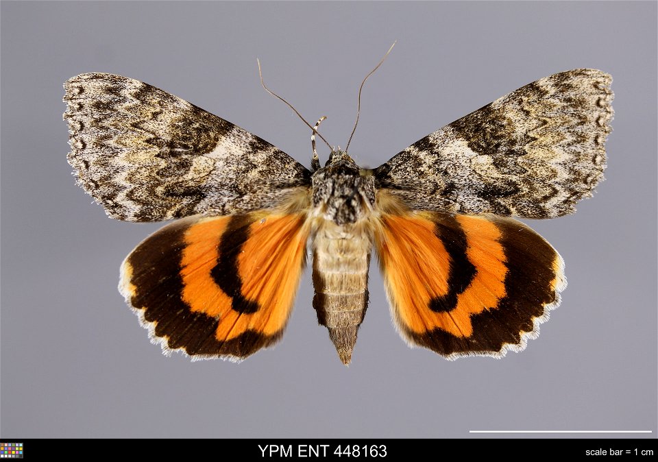 Yale Peabody Museum, Entomology Division Catalog #: YPM ENT 448163 Taxon: Catocala semirelicta Grote (dorsal) Family: Erebidae Taxon Remarks: Animals and Plants: Invertebrates - Insects Collector: Duk photo