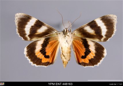 Yale Peabody Museum, Entomology Division
Catalog #: YPM ENT 448163
Taxon: Catocala semirelicta Grote (ventral)
Family: Erebidae
Taxon Remarks: Animals and Plants: Invertebrates - Insects
Collector: Du