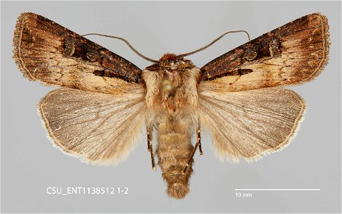 C.P. Gillette Museum of Arthropod Diversity Catalog #: CSU_ENT1138512 Taxon: Agrotis volubilis Harvey Family: Noctuidae Collector: M. Seidensticker Date: 2020-05-27 Locality: United States, Montana, M photo