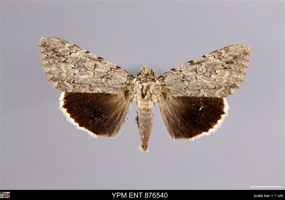 Yale Peabody Museum, Entomology Division
Catalog #: YPM ENT 876540
Taxon: Catocala robinsonii Grote (dorsal)
Family: Erebidae
Taxon Remarks: Animals and Plants: Invertebrates - Insects
Date: 1991-09-0