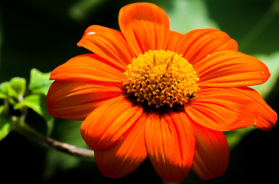 Close up macro nature