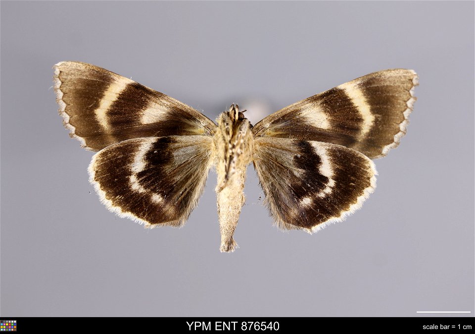 Yale Peabody Museum, Entomology Division
Catalog #: YPM ENT 876540
Taxon: Catocala robinsonii Grote (ventral)
Family: Erebidae
Taxon Remarks: Animals and Plants: Invertebrates - Insects
Date: 1991-09-